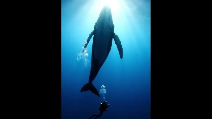 三级影视 - 深蓝星球：探索海洋深处的未知世界